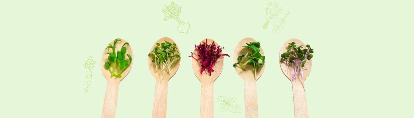 Boost Immunity With Microgreens