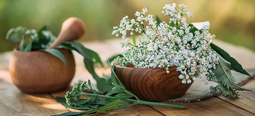 Valerian root benefits for sleep and relaxation