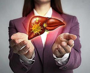Illustration of liver disease showing an inflamed liver with infection particles held in a woman's hands