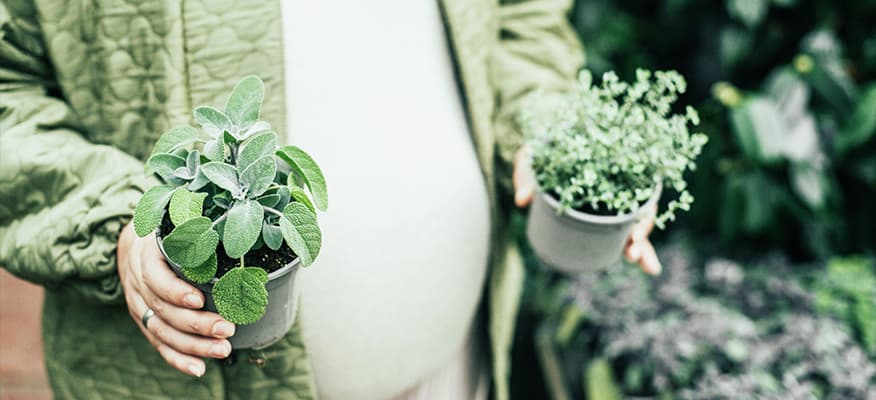 A selection of herbs beneficial for pregnancy and lactation, including chamomile, ginger, and turmeric.