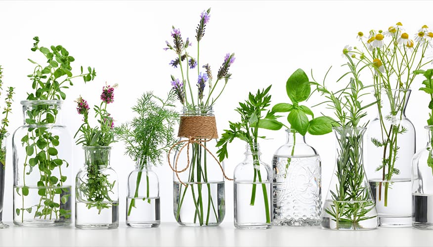 Herbs: Can they help during pregnancy?